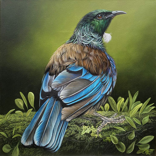 Craig Platt nz bird artist, Tui, oil painting